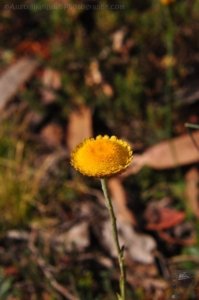 Penstock Lagoon.025 16h30m30s2020 02 02 Penstock Lagoon.025 16h30m30s2020 02 02