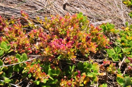 Petal Point.049 13h28m34s2020 02 20 Petal Point.049 13h28m34s2020 02 20