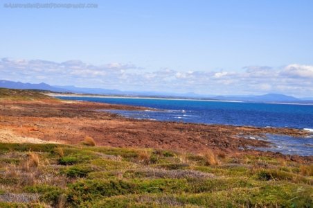 Petal Point.052 13h34m11s2020 02 20 Petal Point.052 13h34m11s2020 02 20