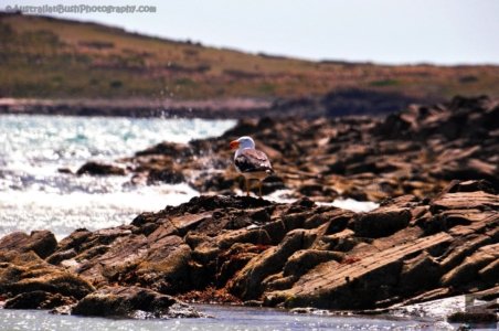 Petal Point.078 14h20m23s2020 02 20 Petal Point.078 14h20m23s2020 02 20