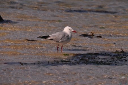 Policemans Point.009 16h14m47s2020 02 16 Policemans Point.009 16h14m47s2020 02 16