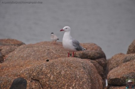 Ransons Beach.055 15h03m37s2020 02 25 Ransons Beach.055 15h03m37s2020 02 25