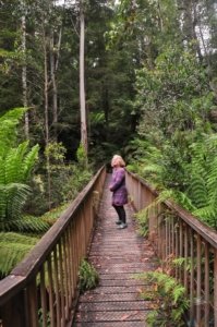 Styx Big Tree Walk.002 12h22m26s2020 01 27