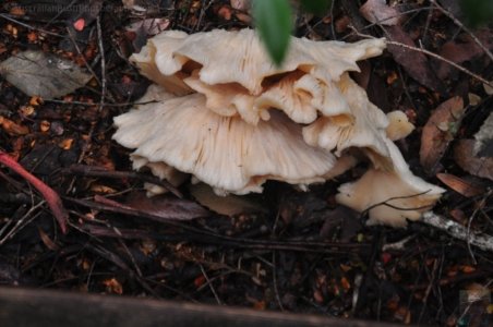 Styx Big Tree Walk.005 12h24m32s2020 01 27