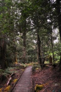 Styx Big Tree Walk.007 12h25m28s2020 01 27