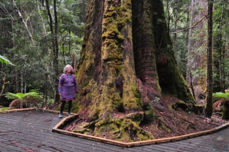 Styx Big Tree Walk.012 12h28m38s2020 01 27
