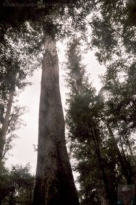 Styx Big Tree Walk.014 12h28m45s2020 01 27