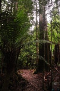 Styx Big Tree Walk.020 12h31m06s2020 01 27