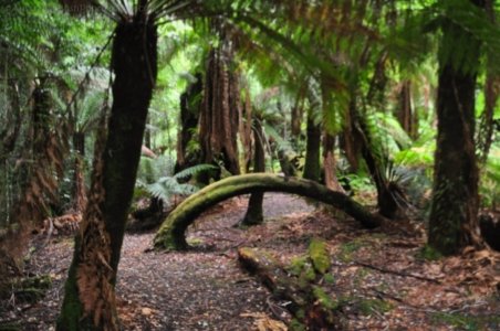 Styx Big Tree Walk.021 12h31m44s2020 01 27