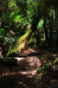 Styx Big Tree Walk.023 12h34m05s2020 01 27