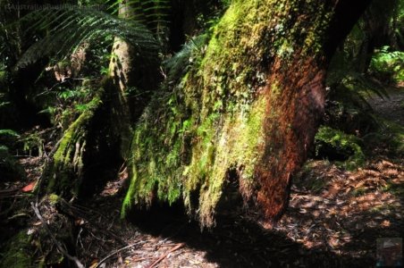 Styx Big Tree Walk.024 12h34m14s2020 01 27