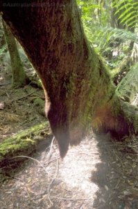 Styx Big Tree Walk.025 12h34m27s2020 01 27