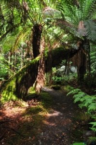 Styx Big Tree Walk.027 12h35m25s2020 01 27