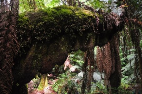 Styx Big Tree Walk.028 12h35m40s2020 01 27