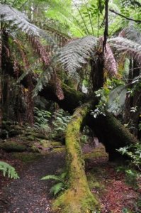 Styx Big Tree Walk.029 12h36m00s2020 01 27