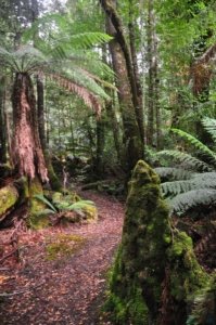 Styx Big Tree Walk.030 12h36m30s2020 01 27