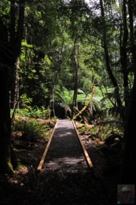Styx Big Tree Walk.034 12h38m22s2020 01 27