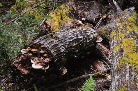 Styx Big Tree Walk.035 12h39m19s2020 01 27
