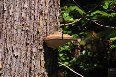 Styx Big Tree Walk.039 12h52m05s2020 01 27