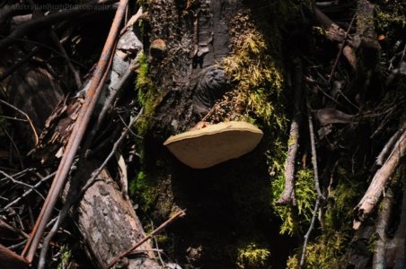 Styx River Walk.004 13h21m21s2020 01 27 Styx River Walk.004 13h21m21s2020 01 27