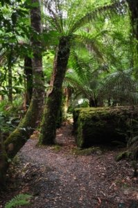 Styx River Walk.008 13h27m44s2020 01 27 Styx River Walk.008 13h27m44s2020 01 27