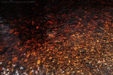 Styx River Walk.015 13h36m15s2020 01 27 Styx River Walk.015 13h36m15s2020 01 27