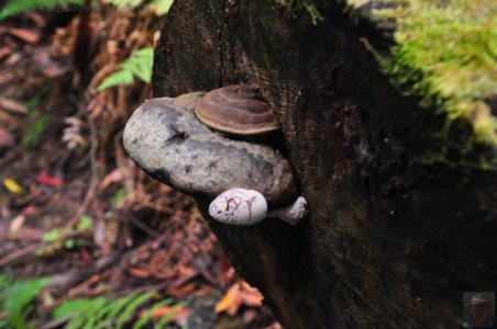 Tolkien Track.005 14h16m48s2020 01 27 Tolkien Track.005 14h16m48s2020 01 27