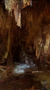 Tolkiens Trail Cave Tree.001 14h19m00s2020 01 27 Tolkiens Trail Cave Tree.001 14h19m00s2020 01 27