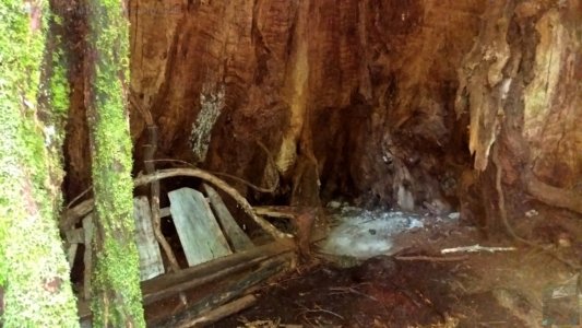 Tolkiens Trail Cave Tree.002 14h19m16s2020 01 27 Tolkiens Trail Cave Tree.002 14h19m16s2020 01 27