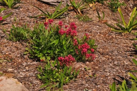 Eden.038 14h09m35s2020 03 13 Eden.038 14h09m35s2020 03 13