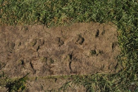 Genoa Campground.012 09h34m14s2020 03 11 Genoa Campground.012 09h34m14s2020 03 11