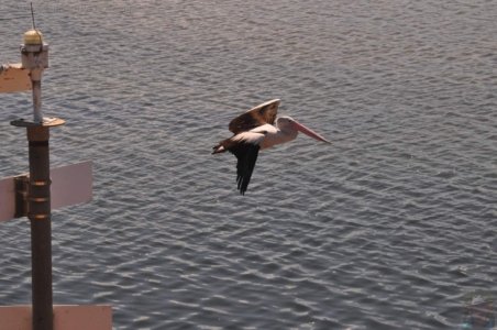 Mallacoota.002 12h16m22s2020 03 11 Mallacoota.002 12h16m22s2020 03 11