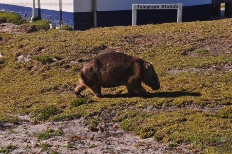 Green Cape.006 13h10m17s2020 06 09 Green Cape.006 13h10m17s2020 06 09