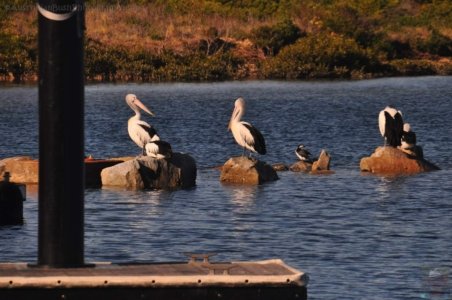 Narooma.053 13h21m00s2020 06 25 Narooma.053 13h21m00s2020 06 25