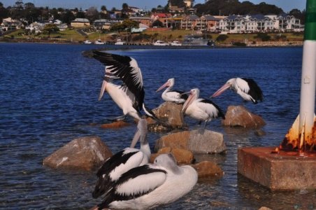 Narooma.057 13h24m20s2020 06 25 Narooma.057 13h24m20s2020 06 25