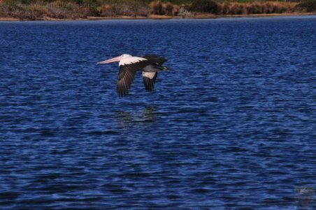 Narooma.058 13h24m38s2020 06 25 Narooma.058 13h24m38s2020 06 25