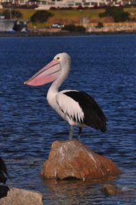 Narooma.061 13h27m13s2020 06 25 Narooma.061 13h27m13s2020 06 25