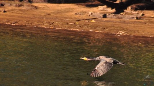 Clyde River Cruise Batemans Bay.014 13h51m44s2020 07 01 Clyde River Cruise Batemans Bay.014 13h51m44s2020 07 01