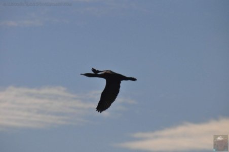 Clyde River Cruise Batemans Bay.015 13h51m56s2020 07 01 Clyde River Cruise Batemans Bay.015 13h51m56s2020 07 01