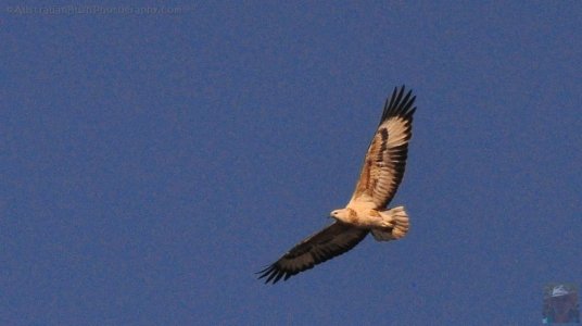 Clyde River Cruise Batemans Bay.028 15h24m49s2020 07 01 Clyde River Cruise Batemans Bay.028 15h24m49s2020 07 01