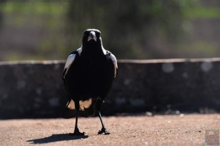 Cowra POW Camp.019 12h09m21s2020 07 17 Cowra POW Camp.019 12h09m21s2020 07 17