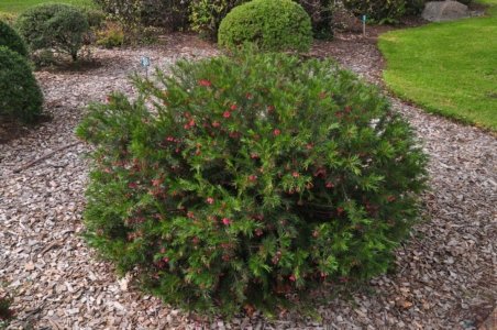 Japanese Gardens Cowra.009 12h01m54s2020 07 18 Japanese Gardens Cowra.009 12h01m54s2020 07 18