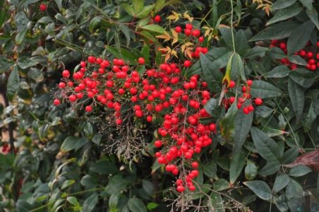 Japanese Gardens Cowra.014 12h04m37s2020 07 18 Japanese Gardens Cowra.014 12h04m37s2020 07 18