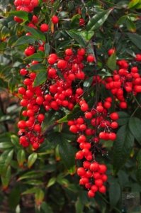 Japanese Gardens Cowra.015 12h05m03s2020 07 18 Japanese Gardens Cowra.015 12h05m03s2020 07 18