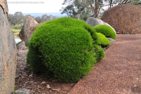 Japanese Gardens Cowra.025 12h17m11s2020 07 18 Japanese Gardens Cowra.025 12h17m11s2020 07 18