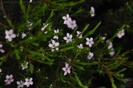 Japanese Gardens Cowra.026 12h17m19s2020 07 18 Japanese Gardens Cowra.026 12h17m19s2020 07 18