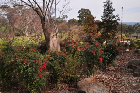 Japanese Gardens Cowra.027 12h18m00s2020 07 18 Japanese Gardens Cowra.027 12h18m00s2020 07 18