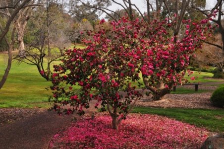 Japanese Gardens Cowra.028 12h18m28s2020 07 18 Japanese Gardens Cowra.028 12h18m28s2020 07 18