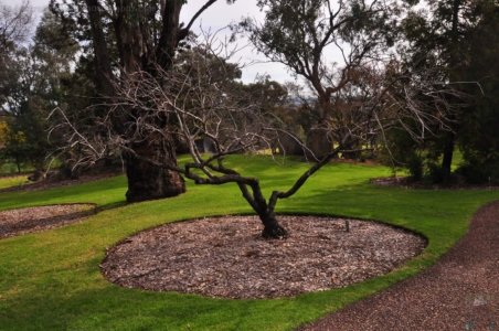 Japanese Gardens Cowra.036 12h27m39s2020 07 18 Japanese Gardens Cowra.036 12h27m39s2020 07 18