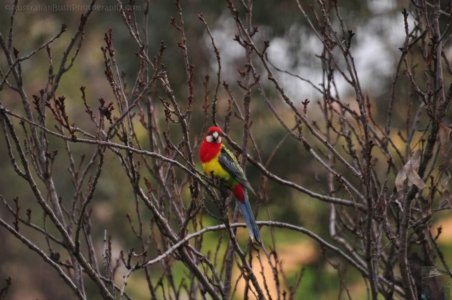 Japanese Gardens Cowra.040 12h28m53s2020 07 18 Japanese Gardens Cowra.040 12h28m53s2020 07 18